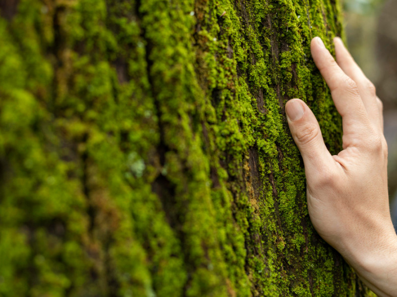 hand-touching-tree-moss-close-up.jpg